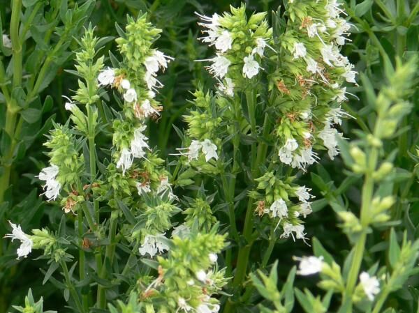 Hyzop lekarski BIAŁY Hyssopus officinalis Albus /P9 *T43