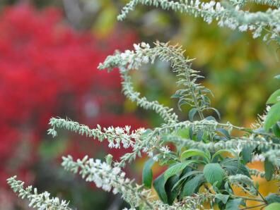 Clethra tomentosa COTTONDALE Orszelina C5/1-1,4m *11