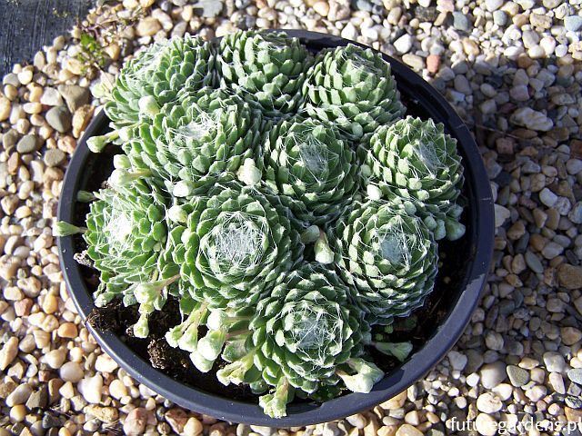 Rojnik ogrodowy nr 2 Sempervivum hybridum /misa 17cm