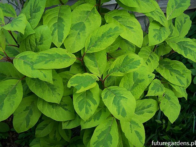 Lilak himalajski AUREOVARIEGATA Syringa emodi C5/80-100cm *K15