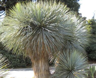 Mrozoodporna niebieska Yucca Rostrata SAPPHIRE SKIES /C5 *T2