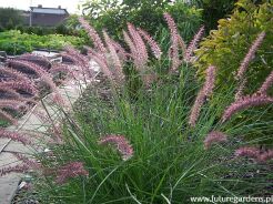 Piórkówka wschodnia KARLEY ROSE Pennisetum orientale - 20 szt. nasion