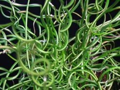 Sit spiralny SPIRALIS Juncus filiformis /C2 *P25