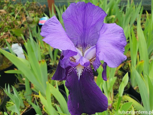 Irys bródkowy FIOLETOWY Iris Kosaciec /C2 *K2