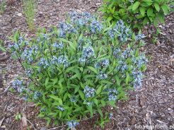 Amzonia nadreńska wierzbolistna Amsonia tabernaemontana var. salicifolia /C5