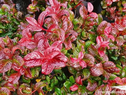 Kiścień wawrzynowy CURLY RED Leucothoe axillaris /C2 *K10