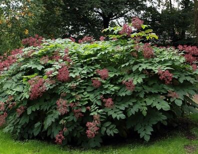 Aralia kolczasta Aralia spinosa C3/50cm *T65