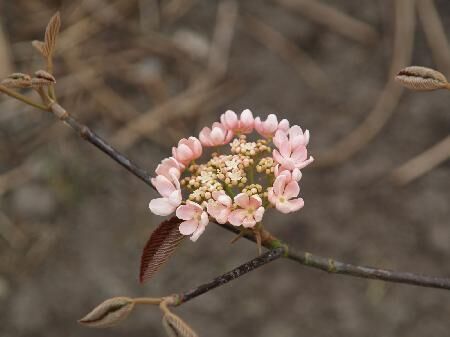 Kalina furcatum PINK PARASOL Viburnum furcatum C2/20-30cm *