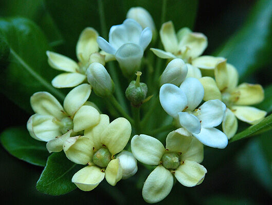 Pittosporum tobira NANUM Pospornica japońska C2/20cm *T75