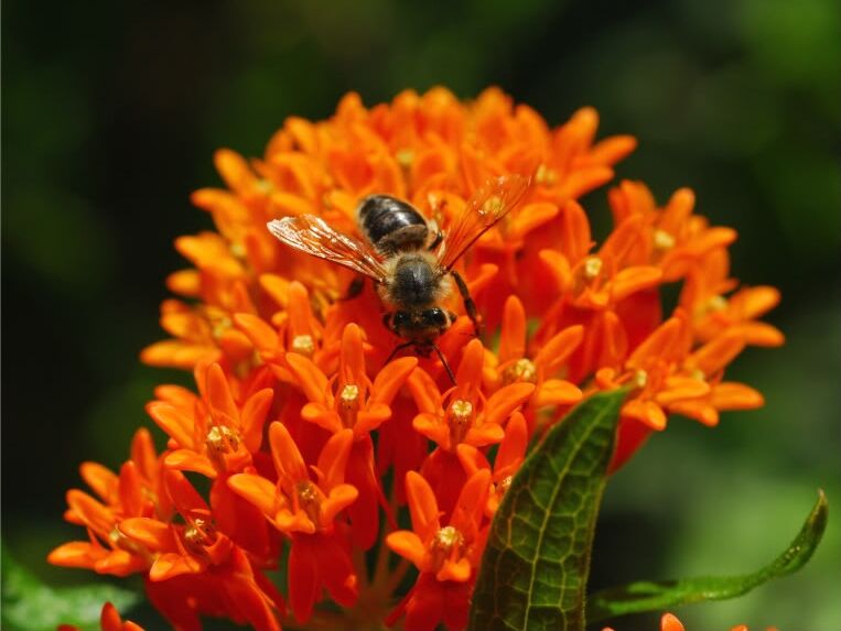 Trojeść bulwiasta Asclepias tuberoza ~ nasiona 20szt. 