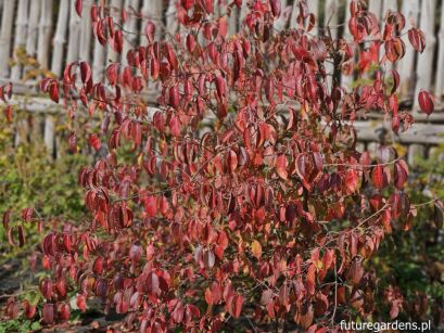 Kalina kanadyjska am. Nannyberry Viburnum lentago C2(C5)/20-50cm *K18