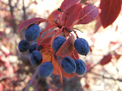 Kalina kanadyjska am. Nannyberry Viburnum lentago C2/20-50cm *K12