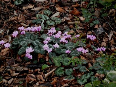 Cyklamen dyskowaty Cyclamen coum /P9 *K25