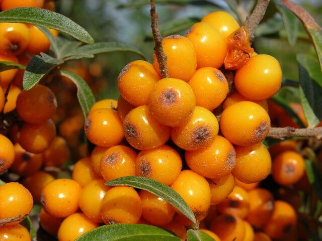 Rokitnik samopylny FRIESDORFER ORANGE Hippophae rhamnoides C5/40-50cm *T45