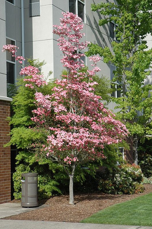 cherokee brave dogwood but with white