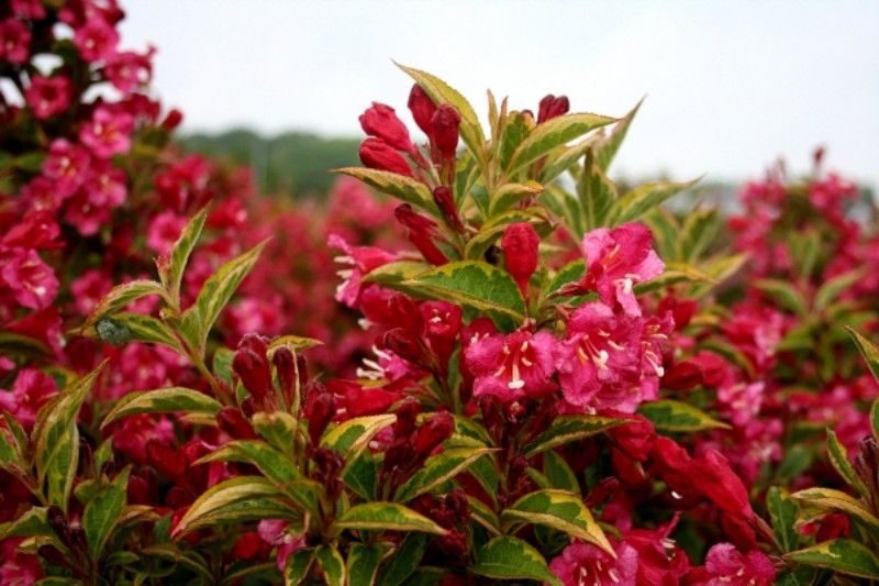 Krzewuszka 'Brigela' PBR FRENCH LACE Weigela Florida/C2 | Future Gardens