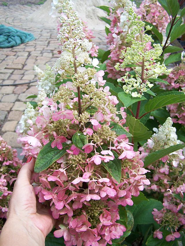 Baby Lace Panicle Hydrangea Hydrangea paniculata 'Piihp-1' BABY LACE®