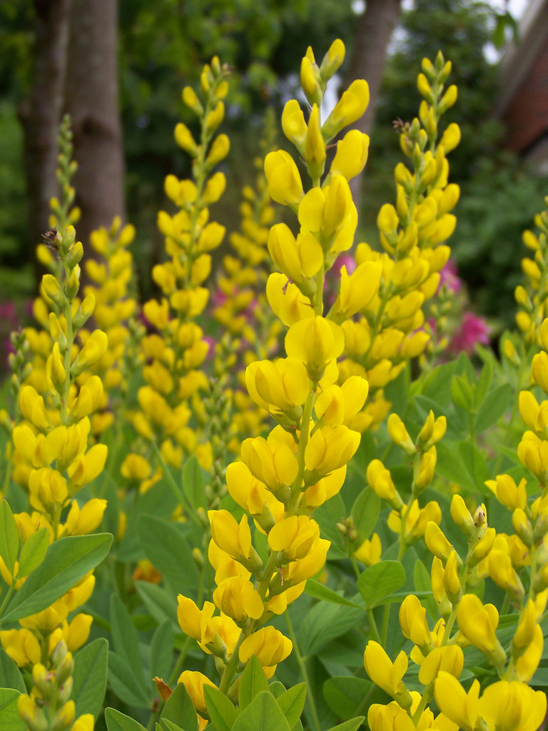 Baptysia żółta Baptisia tinctoria | Future Gardens