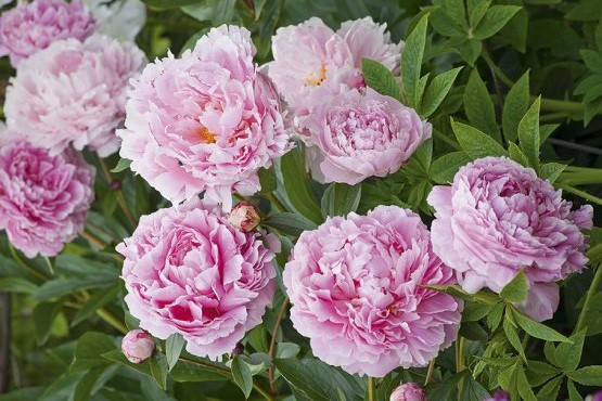 Piwonia bylinowa SARAH BERNHARDT Peonia lactiflora /C3 *K16 | Future ...